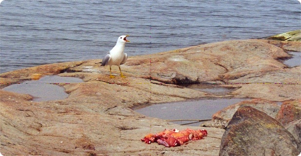 BTLokki