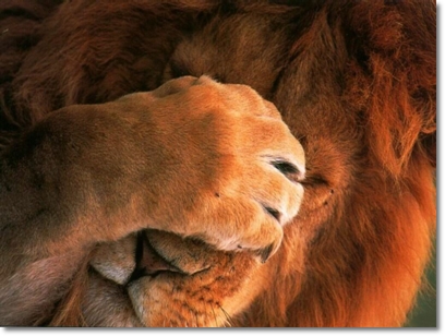 Opaslion